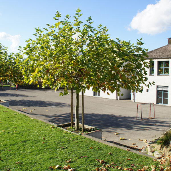Schule Mammern